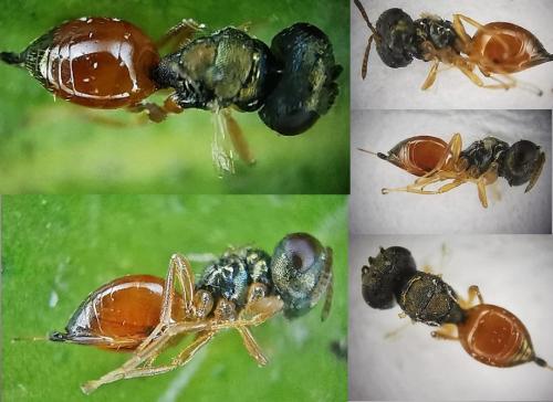 Callitula pyrrhogaster